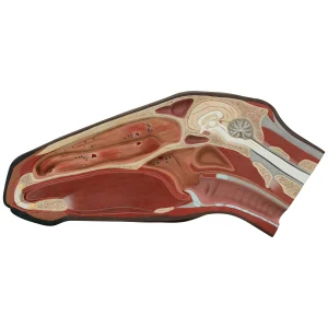 RUAM'LI AT BAŞI KESİTİ