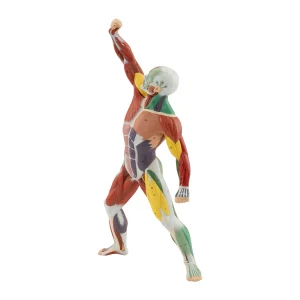 MALE MUSCLE FIGURE COLORED BY MOTOR INNERVATION