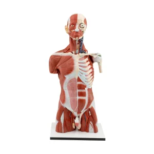 MUSCULAR TORSO WITH HEAD (35 PIECES)