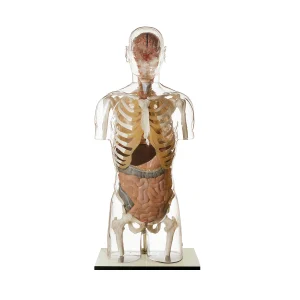 TRANSPARENT TORSO WITH HEAD