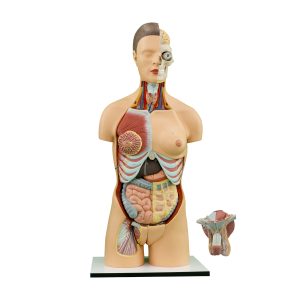 TORSO WITH INTERCHANGEABLE MALE AND FEMALE GENITAL ORGANS (20 PIECES)