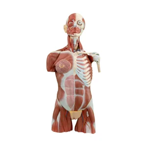 MUSCULAR TORSO WITH INTERCHANGEABLE MALE AND FEMALE GENITAL ORGANS (41 PIECES)