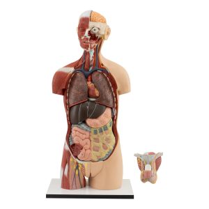 MUSCULAR TORSO WITH HEAD AND OPEN BACK (20 PIECES)