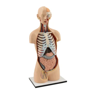 MALE TORSO WITH HEAD (15 PIECES)