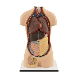 YOUNG MALE TORSO WITHOUT HEAD (12 PIECES)