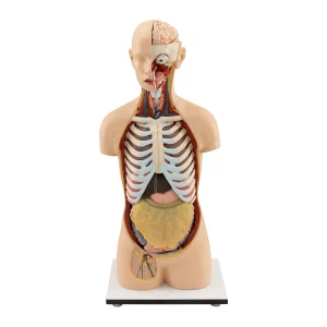MALE TORSO WITH HEAD AND OPEN BACK (20 PIECES)