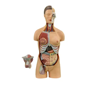 TORSO WITH HEAD AND INTERCHANGEABLE MALE AND FEMALE GENITALIA (16 PIECES)