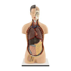 YOUNG MALE TORSO WITH HEAD ( (12 PIECES)