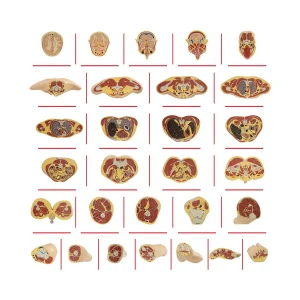 HUMAN BODY CROSS-SECTIONS (UNASSEMBLED) - FULL BODY