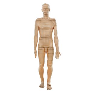 HUMAN BODY CROSS-SECTIONS (ASSEMBLED) - FULL BODY