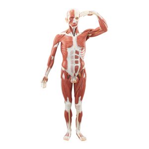 MALE MUSCULAR FIGURE AND ORGANS (45 PIECES)