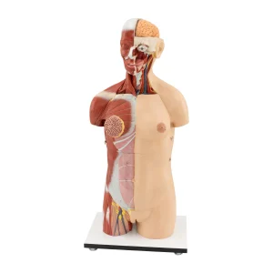 BAŞ VE SIRTI AÇIK KASLI 32 TORSO (32 PARÇALI)