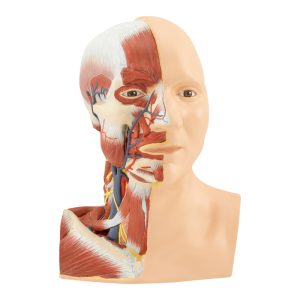HEAD WITH DEEP MUSCLES