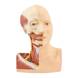 HEAD