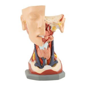 HEAD WITH VASCULAR NETWORK