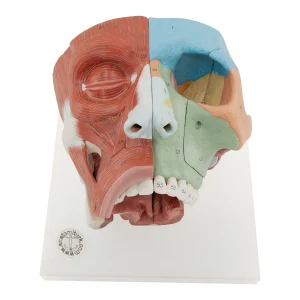 NOSE AND NASAL CAVITIES
