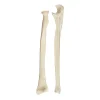ULNA VE RADİUS