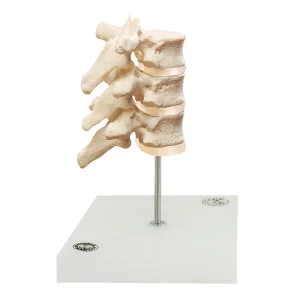 DİSCUS İNTERVERTEBRALİS'LERİ İLE BİRLİKTE GÖĞÜS OMURLARI (3 VERTEBRA)