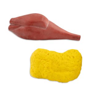 Yağ ve Kas Replikası