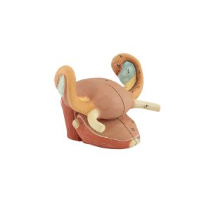 UTERUS MODEL